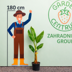 Banánovník lotosový (Musella lasiocarpa) - výška 120-150 cm, kont. C9L (-10°C)